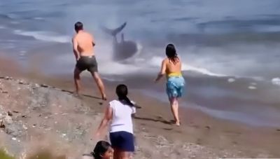 Πανικός σε παραλία της Ισπανίας, πέρασαν τόνο για καρχαρία και έτρεχαν να ξεφύγουν