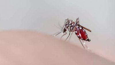 Ιός Δυτικού Νείλου: 35 άνθρωποι σε νοσοκομεία, 16 σε ΜΕΘ-Οι περιοχές που βρίσκονται στο «κόκκινο»