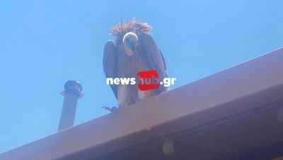 Κρήτη: Ενας γύπας προσγειώθηκε σε... στέγη σπιτιού στη Σταλίδα (Βίντεο + Φωτο)