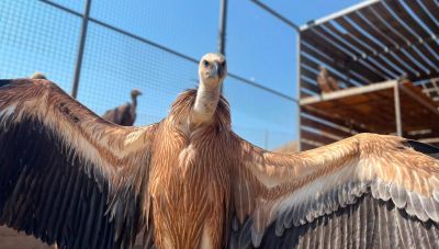 Κρήτη: Περισσότεροι από 30 ταλαιπωρημένοι γύπες έχουν διασωθεί και μεταφερθεί στην ΑΝΙΜΑ τις τελευταίες δυο βδομάδες- φωτο