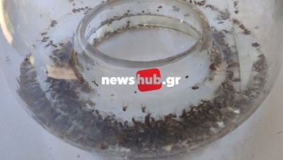 Κρήτη: «Καλπάζουν» οι πληθυσμοί του δάκου στις ελαιοκαλλιέργειες - Τι αναφέρει ο εντομολόγος Ευρικλής Φιτσάκης στο newshub.gr