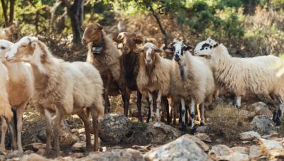 Οριστικοποίηση αποζημιώσεων 4,22 εκατ. ευρώ για την ευλογιά αιγοπροβάτων και τον αφθώδη πυρετό