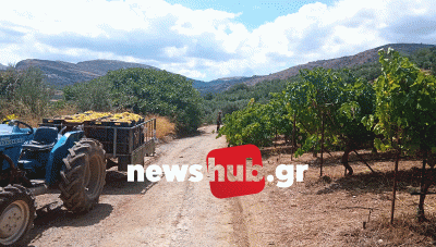 Κρήτη: Η ποιότητα οδηγός για τη διαμόρφωση της αξίας των οινοστάφυλων στον φετινό τρύγο