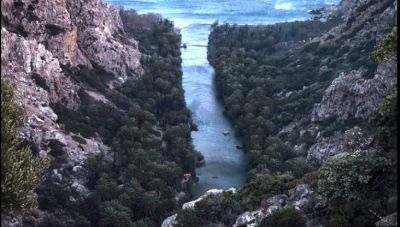 Σταύρος Παπασταύρου: Από ολόκληρο το φοινικόδασος της Πρέβελης κάηκαν μόλις τα 3,5 στρέμματα