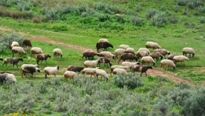 «Ευλογιά αιγοπροβάτων ώρα μηδέν»