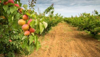 Αγροτικά προϊόντα: Δεύτερη χρονιά πτώσης των τιμών το 2025 – Οι προβλέψεις για το τρέχον έτος