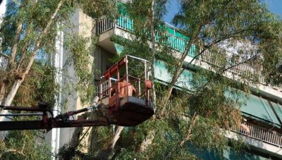 Εργασίες κλαδέματος από τον Δήμο Χανίων