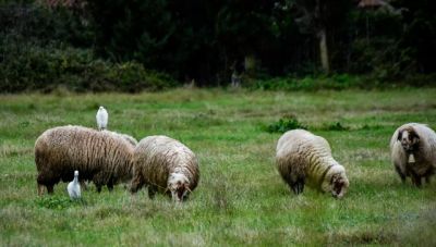 Ευλογιά αιγοπροβάτων: Παρατείνονται τα προληπτικά μέτρα στην Κρήτη έως τις 19 Φεβρουαρίου 2026