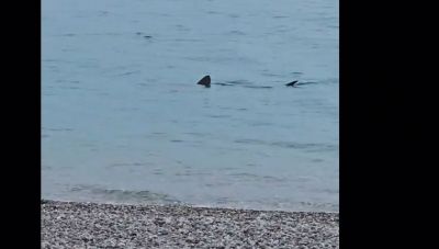 Λουτράκι: Kαρχαρίας κολυμπάει σε ρηχά νερά δίπλα στην παραλία