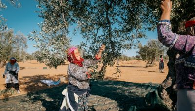 Βουλευτές ΠΑΣΟΚ: Αναγκαία η προστασία των Ελλήνων ελαιοπαραγωγών από την αύξηση του αδασμολόγητου τυνησιακού ελαιόλαδου