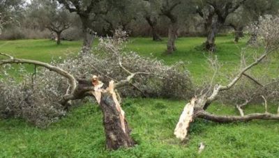 ΕΛΓΑ: Αναγγελία ζημιάς από την ανεμοθύελλα σε περιοχές των Χανίων