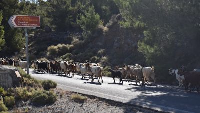 Ο Ορειβατικός Σύλλογος Αγίου Νικολάου στο πανέμορφο δάσος της Θρυπτής