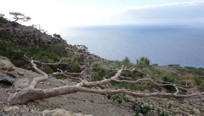 Νεκρός οδηγός οχήματος που έπεσε σε γκρεμό στην περιοχή των Καπετανιανών