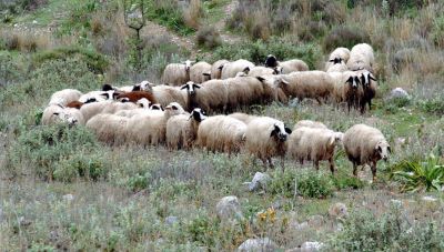 ΟΠΕΚΕΠΕ - Κρήτη: Έρχονται συλλήψεις για τρία νέα κυκλώματα που λάμβαναν παράνομες επιδοτήσεις (βίντεο)