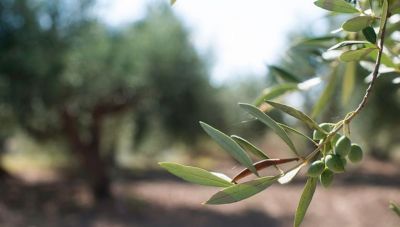 Επίτροπος Γεωργίας: Υπήρχαν Ευρωπαϊκά κονδύλια για την Κρητική ελιά αλλά η Κυβέρνηση δεν έκανε καν αίτημα