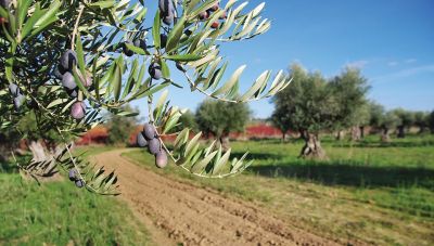Επίκαιρη Ερώτηση Κ. Σπυριδάκη για την εγκατάλειψη των ελαιοπαραγωγών της Κρήτης