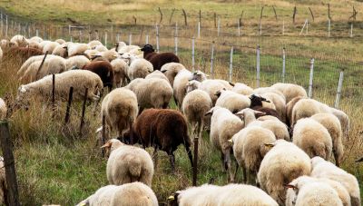 Ευλογιά αιγοπροβάτων: Έχουν θανατωθεί πάνω από 472.000 ζώα - 16 νέα κρούσματα τον Ιανουάριο