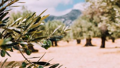 ΠΑΣΟΚ: Κοινή κοινοβουλευτική ερώτηση για άμεσα μέτρα στήριξης των ελαιοπαραγωγών της Κρήτης