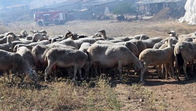 Επικαιροποιημένα συγκεντρωτικά στοιχεία για την πορεία της ευλογιάς των αιγοπροβάτων στη χώρα μας