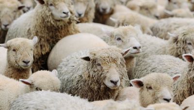 Ευλογιά αιγοπροβάτων: Κάμψη στη μετάδοση-Το ΥΠΑΑΤ προειδοποιεί ενάντια στη χαλάρωση των μέτρων