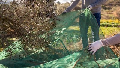 Στη Βουλή καλεί τον Υπουργό Αγροτικής Ανάπτυξης η Κ. Σπυριδάκη για την κυβερνητική αδράνεια αναφορικά με την ελαιοπαραγωγή