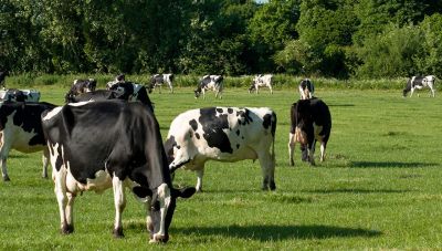 Αλέκος Στεφανάκης στο newshub.gr: Όλα όσα κρύβονται πίσω από το βοοειδή της Μερκοσούρ