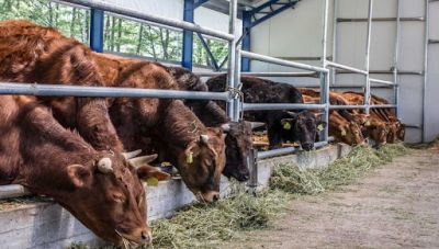 Αλέκος Στεφανάκης: «Η αρχή και το τέλος της βοοτροφίας στην Ελλάδα όμως υπάρχει ελπίδα»