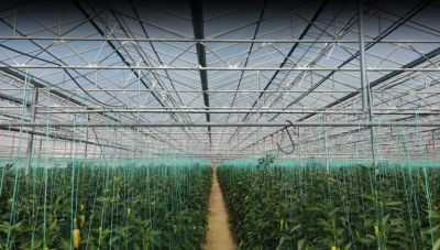 Θανάσης Καλύβας στο newshub.gr: «Έχουν γίνει θαύματα στα θερμοκήπια της Κρήτης αλλά έχουμε ακόμα δρόμο»