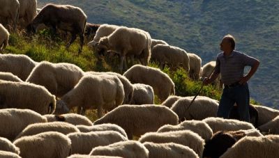 Κτηνοτρόφος αυτοκτόνησε επειδή του θανάτωσαν 1.000 πρόβατα λόγω ευλογιάς