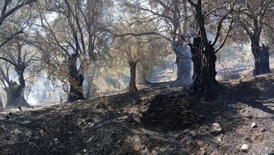 Φωτιά στα Βορίζια: Η άμεση κινητοποίηση απέτρεψε τα χειρότερα - Υψηλός κίνδυνος πυρκαγιάς και αύριο στην Κρήτη (Φωτο)