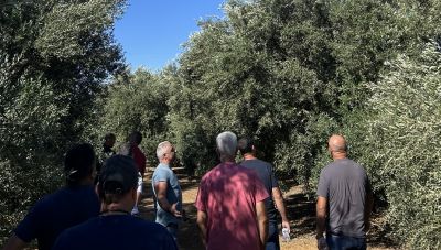Απο τη Λακωνία στη... Μεσαρά: Παραγωγοί από την Πελοπόννησο εντυπωσιάστηκαν  από τους ελαιώνες Συνεταιρισμού (Φωτο)