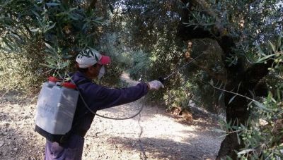 Δακοκτονία στην Κρήτη: Ο χρόνος είναι σύμμαχος …του δάκου – Έντονη η ανησυχία του ΣΕΔΗΚ για τη φετινή χρονιά, με τα φάρμακα πλέον να εξαντλούνται!