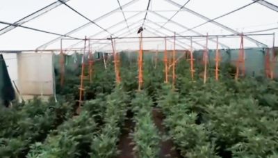 Φυτεία με πάνω από 6.600 δενδρύλλια κάνναβης βρέθηκε και κατασχέθηκε από την ΕΛΑΣ, 11 συλλήψεις
