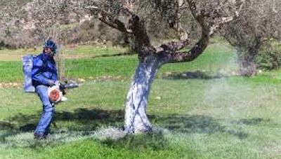 Ξεκινούν οι δολωματικοί ψεκασμοί του προγράμματος δακοκτονίας στην Π.Ε. Ρεθύμνου