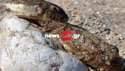 Ηράκλειο – Ψαράδες: Λένε «ναι» στο πιλοτικό πρόγραμμα επικήρυξης του λαγοκέφαλου αλλά…τα έλεγαν από το 2004!