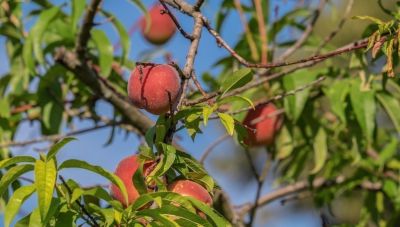 Η Del Monte πτώχευσε και στην Καλιφόρνια ξεριζώνουν 420.000 ροδακινιές