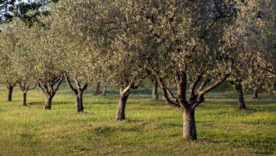 Άρης Κοζής: Μεγάλη προσοχή τώρα στον πυρηνοτρήτη της ελιάς και στη χολέρα και τον περονόσπορο του αμπελιού