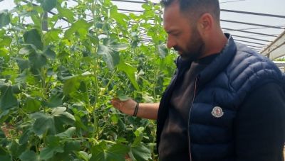 Τυμπάκι: Πρωτόγνωρο φαινόμενο να παράγονται πεπόνια σε όλη την Ελλάδα ταυτόχρονα – Οι τιμές παραγωγού δύσκολα θα έχουν διάρκεια