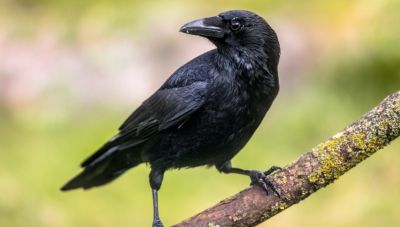 Κοράκι επιτίθεται σε περαστικούς στο κέντρο της Θεσσαλονίκης, τρεις τραυματίες