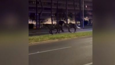 Πέντε τραυματίες στη Ρώμη -Σχεδόν τριάντα άλογα ανεξέλεγκτα σε κεντρική λεωφόρο (βίντεο)