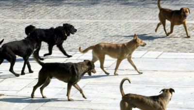 Αγέλη σκύλων όρμησε σε 60χρονη στην Πιερία -Νοσηλεύεται σε κρίσιμη κατάσταση