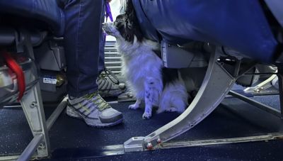 Πτήση επαναπατρισμού Αθήνα-Ντουμπάι από το ΥΠΕΞ για κατοικίδια και τους ιδιοκτήτες τους