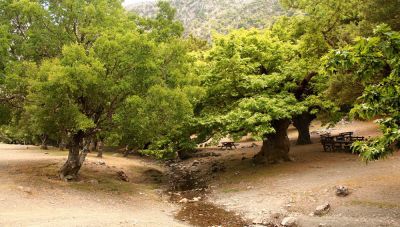 «Όλοι Μαζί Μπορούμε»: Ο Δήμος Χανίων  στην πανελλήνια δράση δενδροφύτευσης στις 22/03 στον Καλαθά