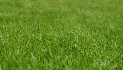 «Πάμε για… χόρτα» - Τρίτη χρονιά δράσεων από την Περιφέρεια Κρήτης