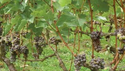 Χ. Μαμουλάκης: Σε δεινή θέση οι αμπελοπαραγωγοί λόγω καθυστέρησης καταβολής αποζημιώσεων