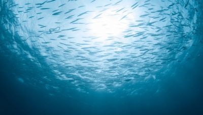 Κλιματική αλλαγή: Πώς οι θερμότεροι ωκεανοί μικραίνουν τα ψάρια