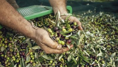 «Καμπανάκι» και στο ελαιόλαδο – Ο πόλεμος «ρίχνει» τις τιμές παραγωγού και ανεβάζει διαρκώς το κόστος της παραγωγής!