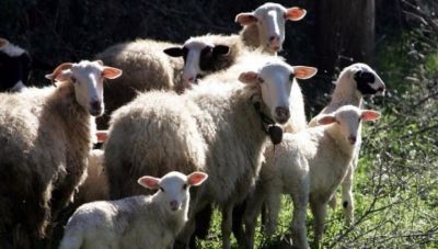 Ακόμα 16 κρούσματα αφθώδους πυρετού εντοπίστηκαν στη Λέσβο