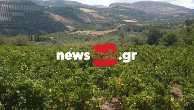 ΕΛΓΑ: «Ξέχασαν» να πληρώσουν τις αποζημιώσεις από τις περυσινές ζημιές στα αμπέλια της Κρήτης – Βάζουν τμηματικά «ψίχουλα»