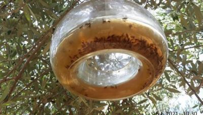 Σταύρος Τζεδάκης: «Αγώνας δρόμου για να προλάβουμε την καταπολέμηση του δάκου» - Τι δήλωσε για τη συνάντηση στο υπουργείο